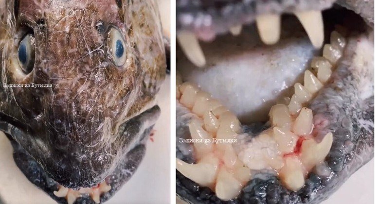 peixe-profund-pescador-instagram-viral-24082023171241755