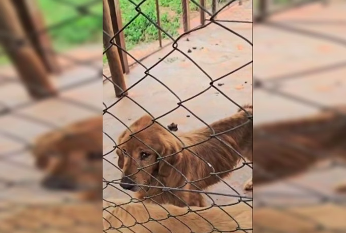 Operação desmantela “fábrica de filhotes” e resgata 125 animais no DF