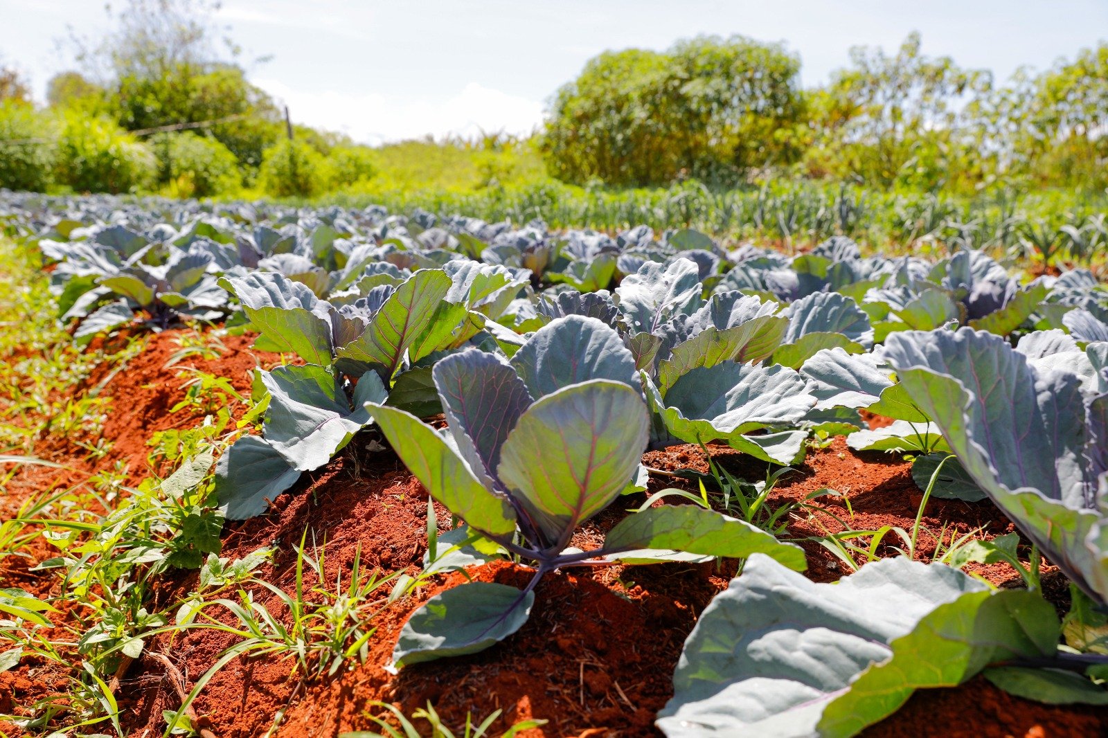 9.5.-Materia-agrotoxicos.-Foto-Lucio-Bernardo-Jr.-Agencia-Brasilia3.jpeg