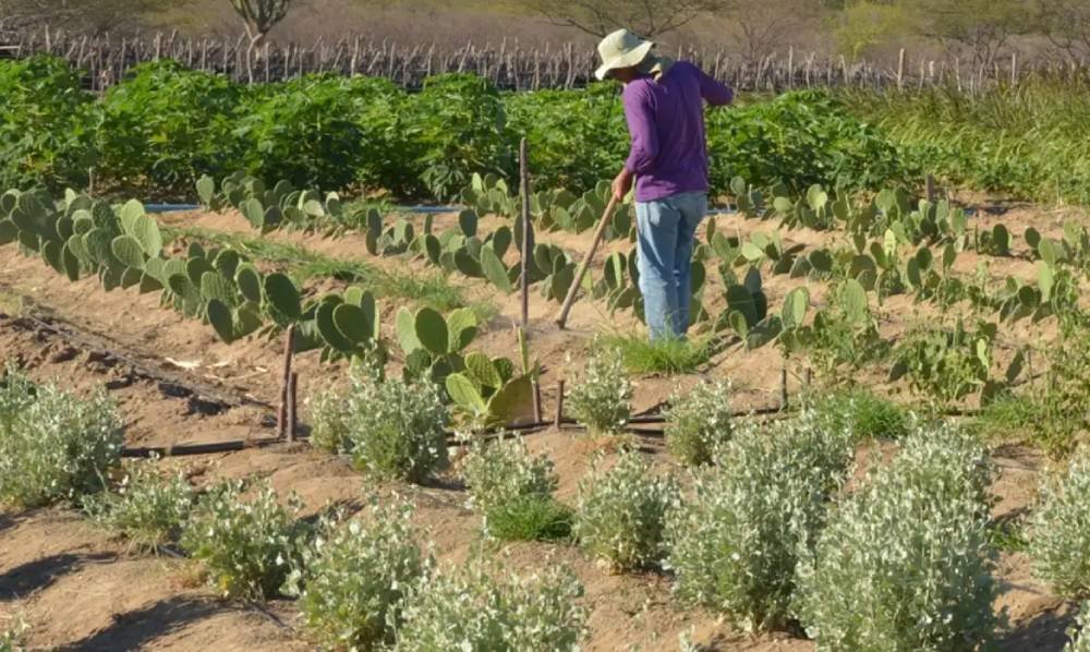 produtor_rural_no_semiarido-agro.jpg