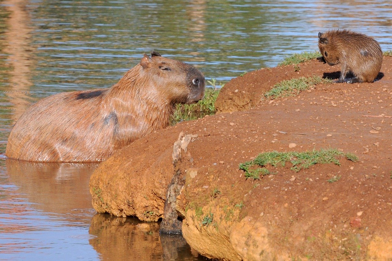 16.2.-Capivaras.-Foto-Arquivo-Agencia-Brasilia.-.jpeg