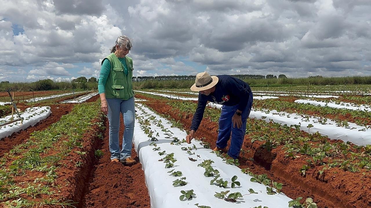 19.6.-Foto-Divulgacao-Emater-DF3.jpeg