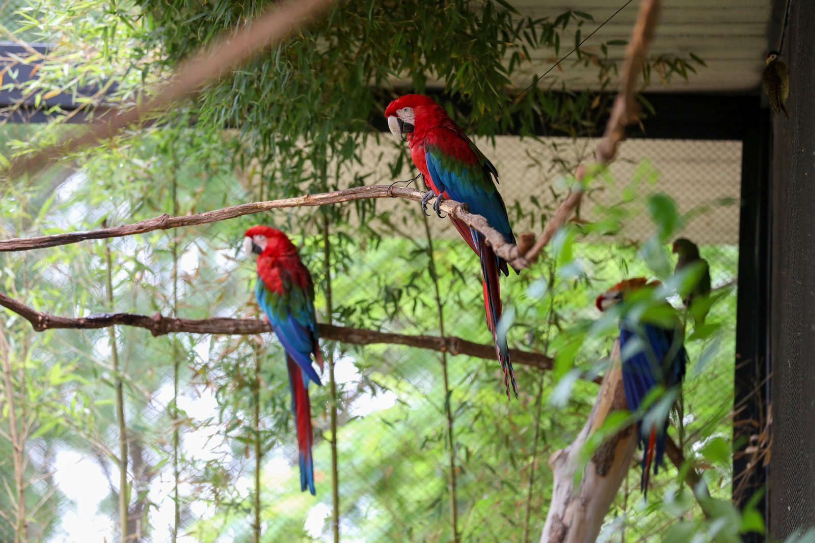 zoologico-araras.jpg