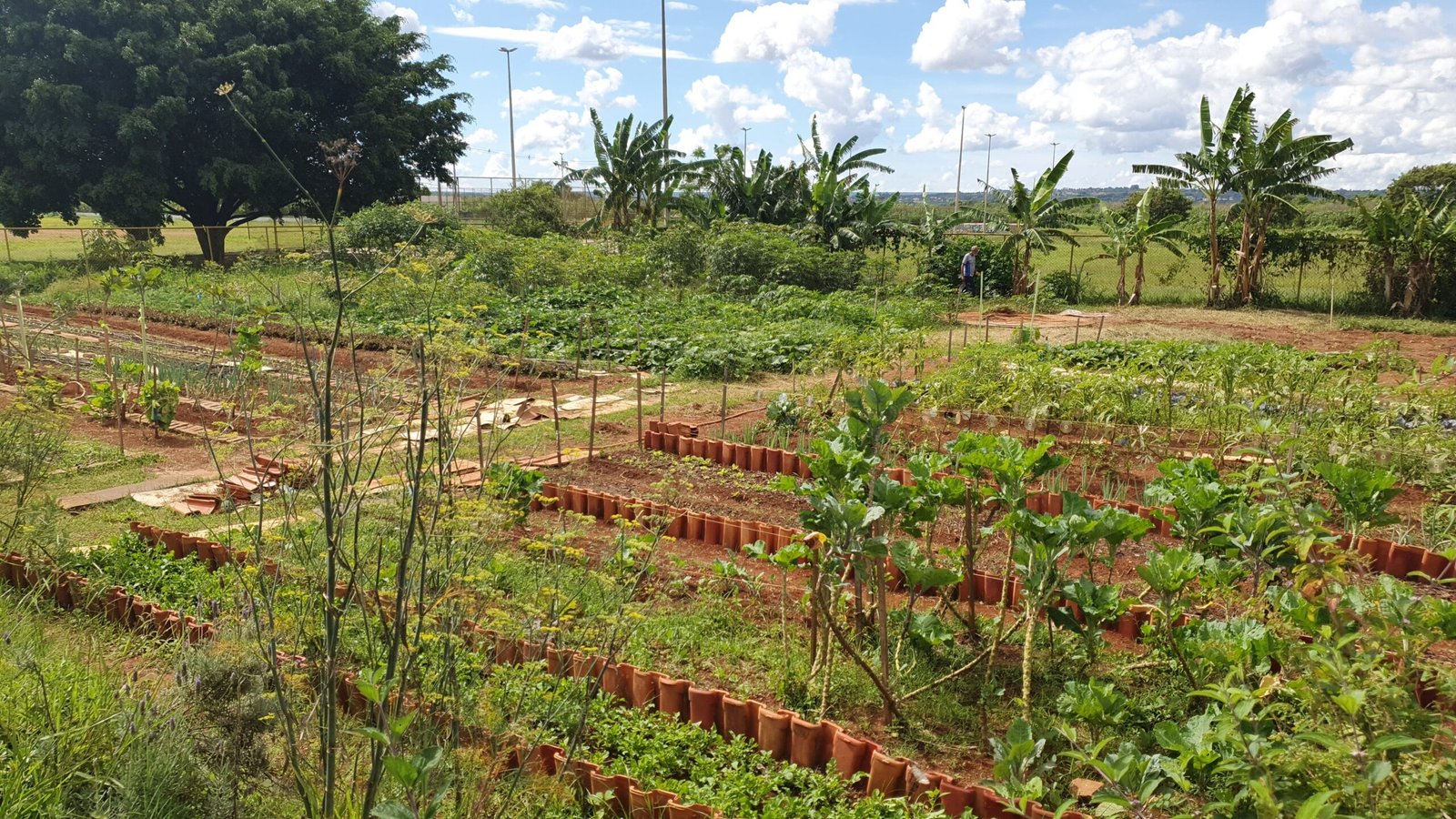 20.1.-Horta-comunitaria.-Foto-Divulgacao-Ascom-Guara4-scaled.jpg 20.1.-Horta-comunitaria.-Foto-Divulgacao-Ascom-Guara4-scaled.jpg