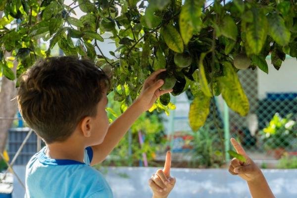 Projeto que amplia arborização e climatização ecológica nas escolas públicas é aprovado na CLDF