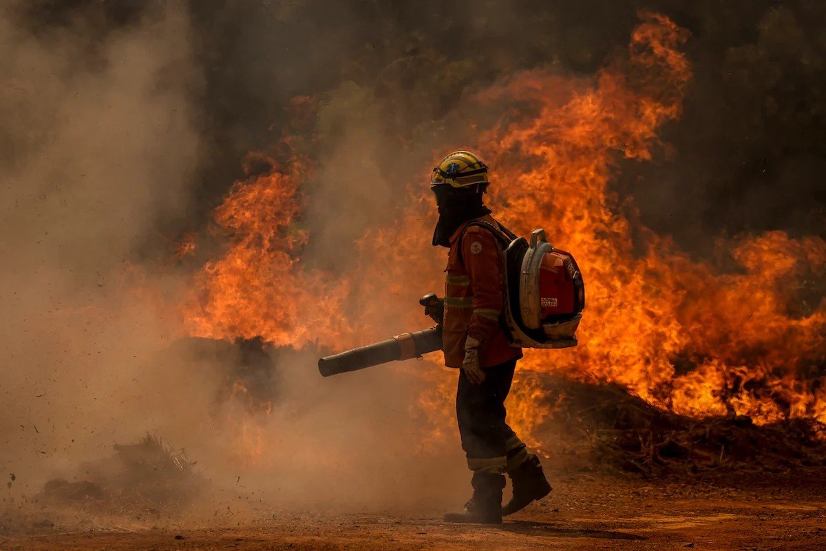 incendios-sp-ciclo-vivo.jpg