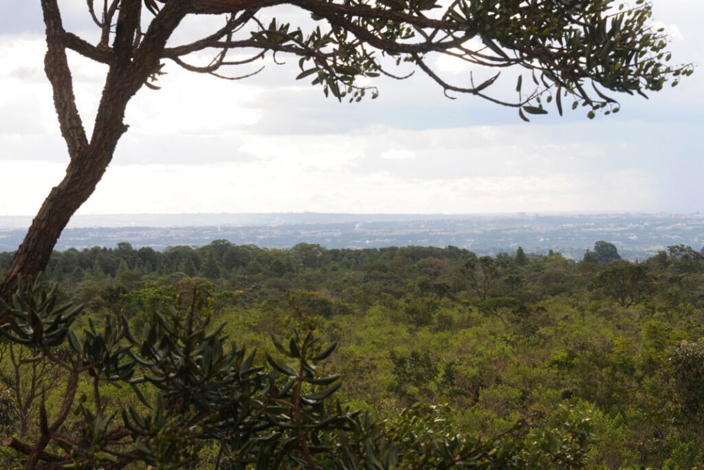 Valor da produção florestal tem queda acentuada no DF em 2025, aponta IBGE