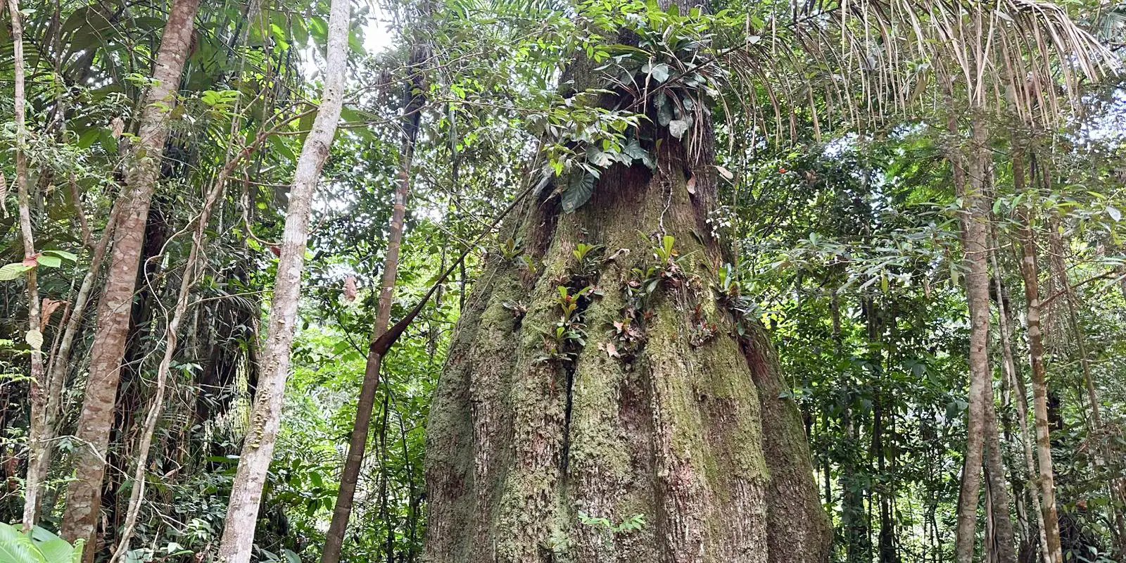 Governo cria reservas de desenvolvimento sustentável no Amazonas