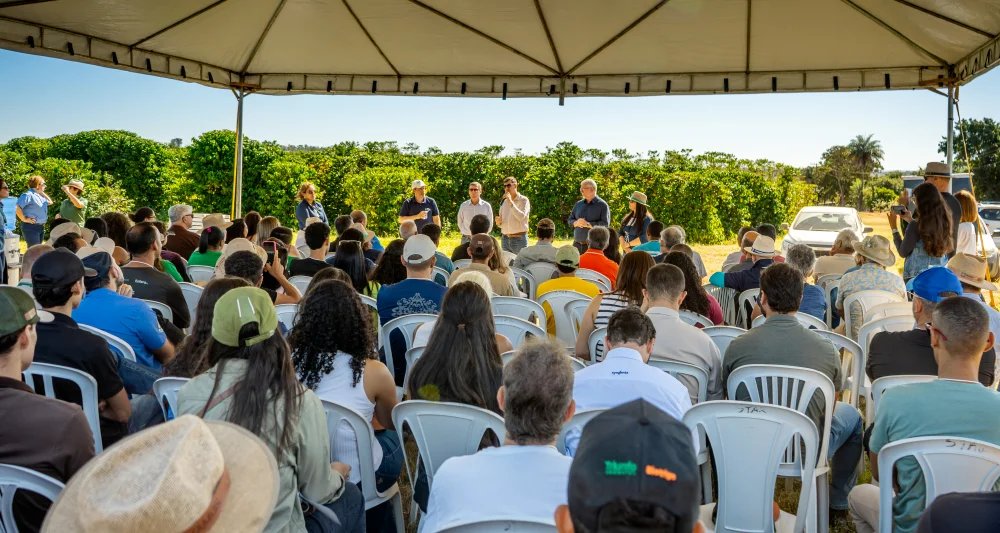 Plantação de café no Cerrado brasileiro com frutos maduros.
